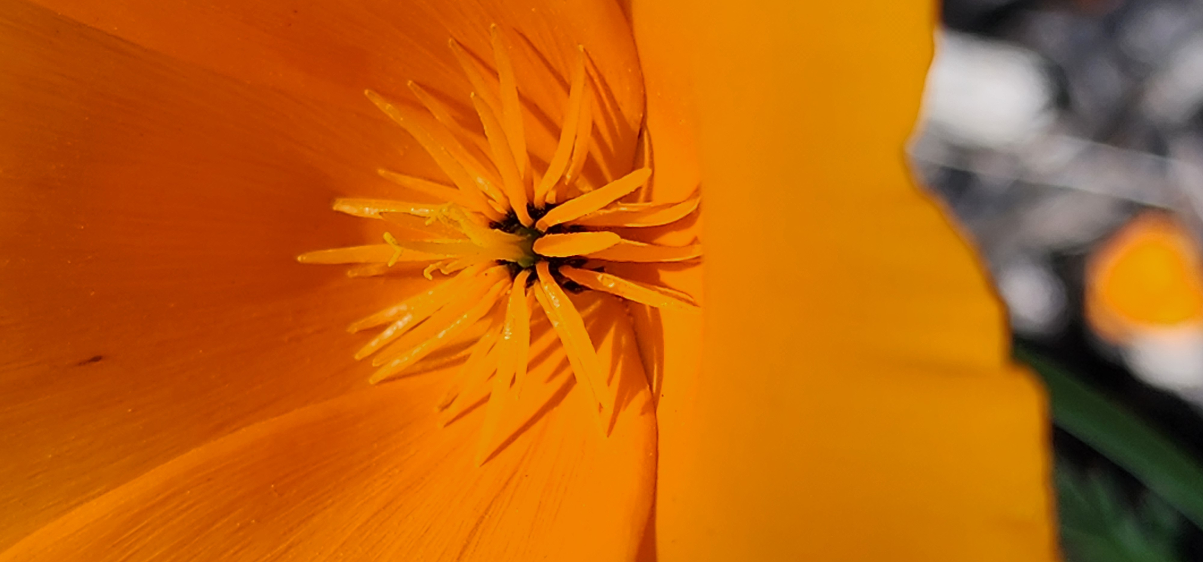 California Poppy at my house